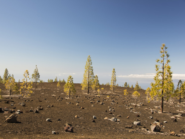 A pine forest in the barren volcanic landscape surrounding the volcano Teide on Tenerife, Canary Islands